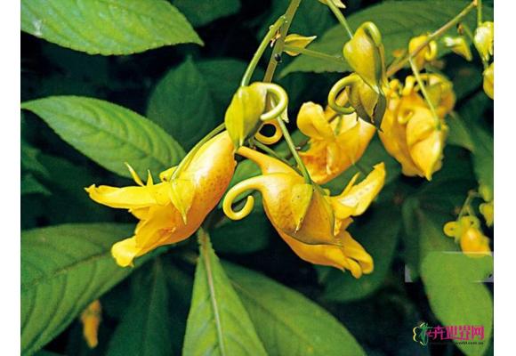 湖南永州展出龙虾花 系生存了上亿年的