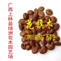 花旗木