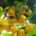 金花茶