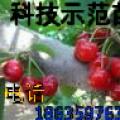 臭椿