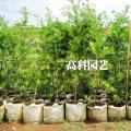 罗汉松（袋苗）