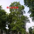 和顺树