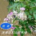 仪花