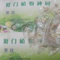 本地火焰木