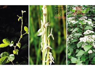 外来物种每年“吞噬”湖南10亿 将专项立法管理