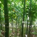 发财树