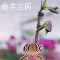 拖鞋兰[红淑女]