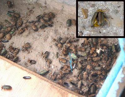 建华区榆绿叶甲闹事惹祸