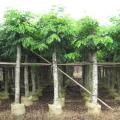 印度紫檀