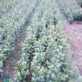 无性系高产油茶苗(湘林69)