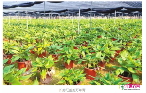 广州芳村花卉批发市场八成万年青产自这里,全国都有它的身影,市场有多火? 广州芳村花卉批发市场八成万年青产自这里,全国都有它的身影,市场有多火?