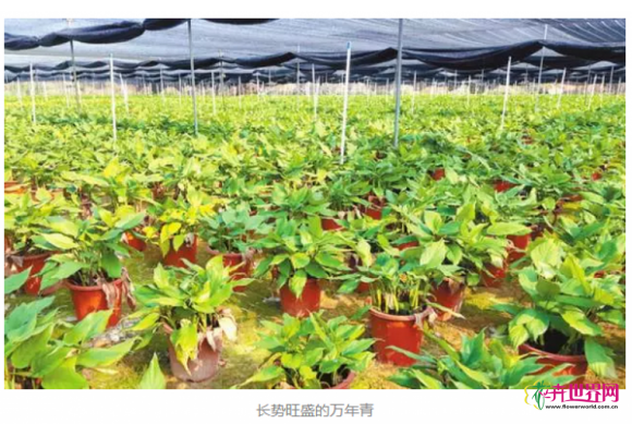 广州芳村花卉批发市场八成万年青产自这里,全国都有它的身影,市场有多火? 广州芳村花卉批发市场八成万年青产自这里,全国都有它的身影,市场有多火?