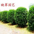 非洲茉莉