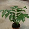 其它观叶植物