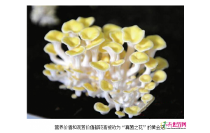 新疆人工种植菌类“盆栽” 新疆人工种植菌类“盆栽”