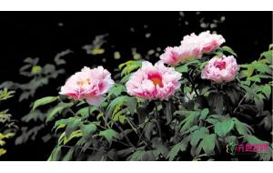 百花引之四月:“花中之王”和“花中西施”携手而来 百花引之四月:“花中之王”和“花中西施”携手而来