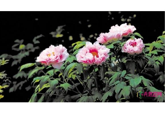 百花引之四月:“花中之王”和“花中西施”携手而来 百花引之四月:“花中之王”和“花中西施”携手而来