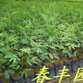 黑木相思