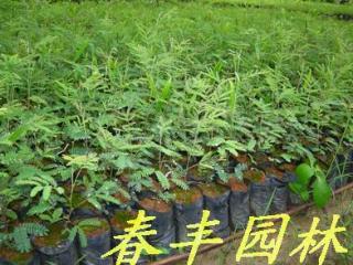 黑木相思