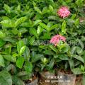 进口粉花龙船花