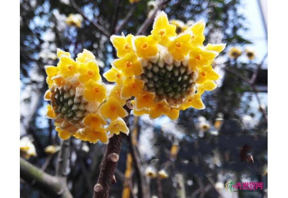 与春天有个约会 中国“爱情树”结香开花了