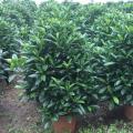 非洲茉莉
