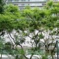 蓝花楹