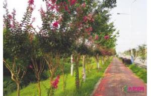 成都：城乡一体景观化 再现“拾彩听香醉临邛”
