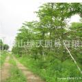 小叶榄仁