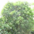 椤木石楠