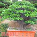 象牙树07