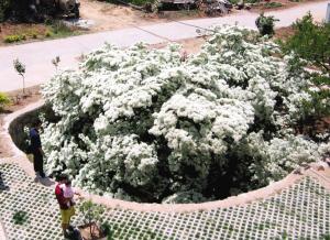 青岛：200余岁流苏树花开如雪 曾见证七代历史