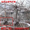青州迎春梅,梅花,迎春梅盆景