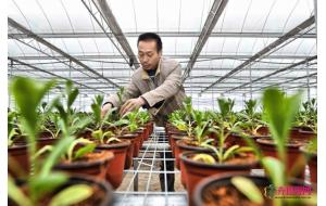 贵州：乌当现代高效农业花卉苗木示范园区育苗移栽忙 