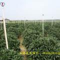 非洲茉莉