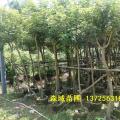 黄花风铃木