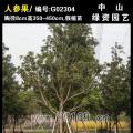人参果