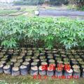 美丽异木棉