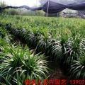 龙血树