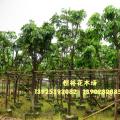 无忧树