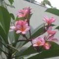 鸡蛋花