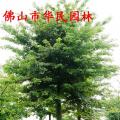 大腹木棉