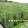 多花红千层