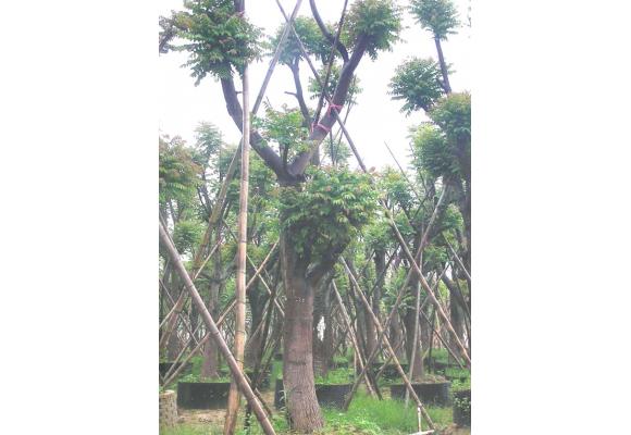 大量麻楝全新上市