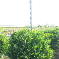 非洲茉莉