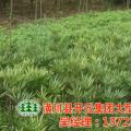 十大功劳