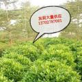 非洲茉莉
