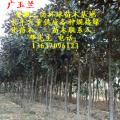 广玉兰