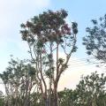 凤凰木