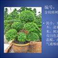 榕树盆景